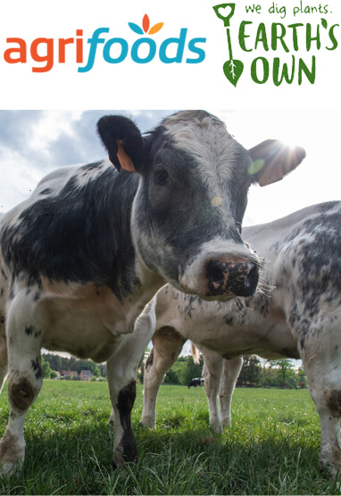 agrifoods cow